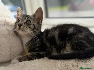 Mixed Breed cats 🐾 Adorable Kittens Looking for Loving Homes 🏡 - Advert 5