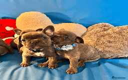 French Bulldog dogs for sale: Adorable Puppies Looking for a New Home! - Image 21