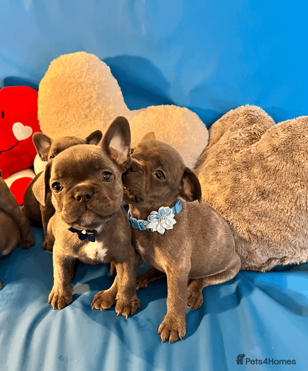 French Bulldog dogs for sale: Adorable Puppies Looking for a New Home! - Image 21