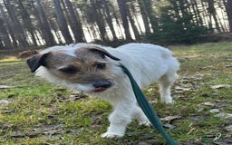 Mixed Breed dogs for adoption: Zori - Badersfield Norfolk  - Image 32