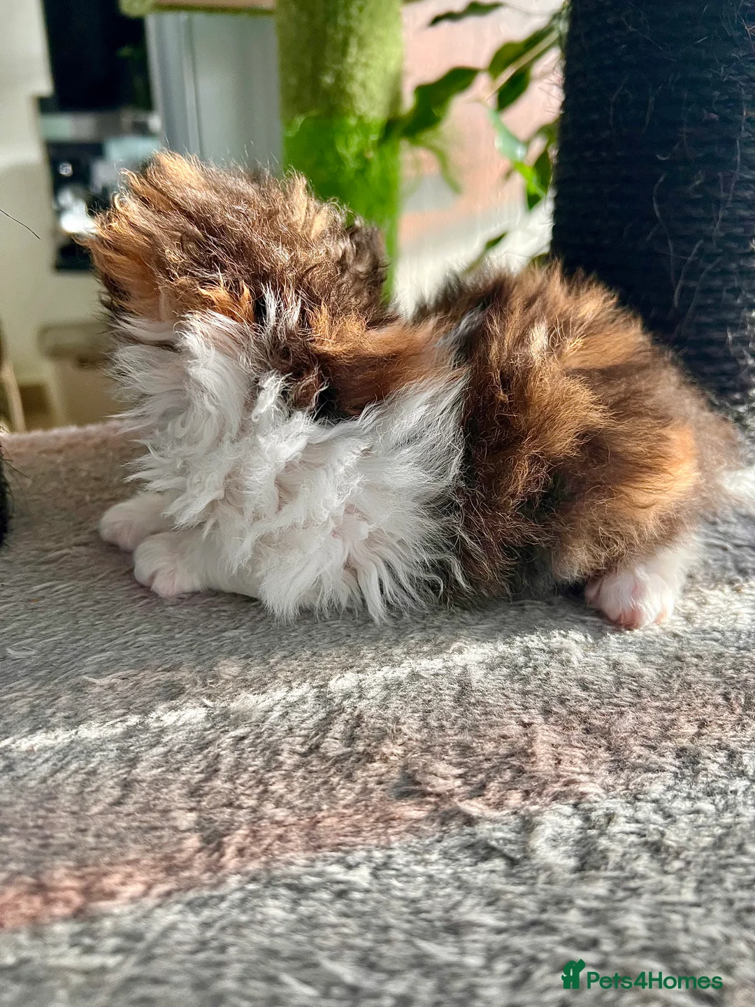 Selkirk Rex cats for sale: Stunning Selkirk rex kittens - Advert 22