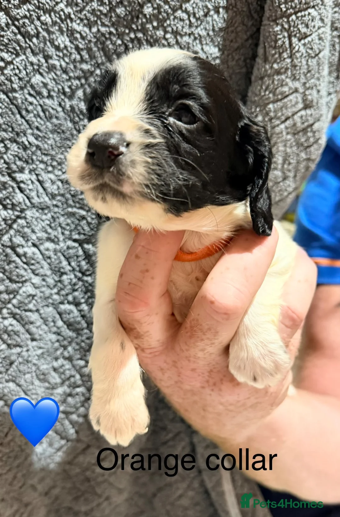Sprocker dogs for sale: 10 Sprocker spaniel puppies - Advert 2