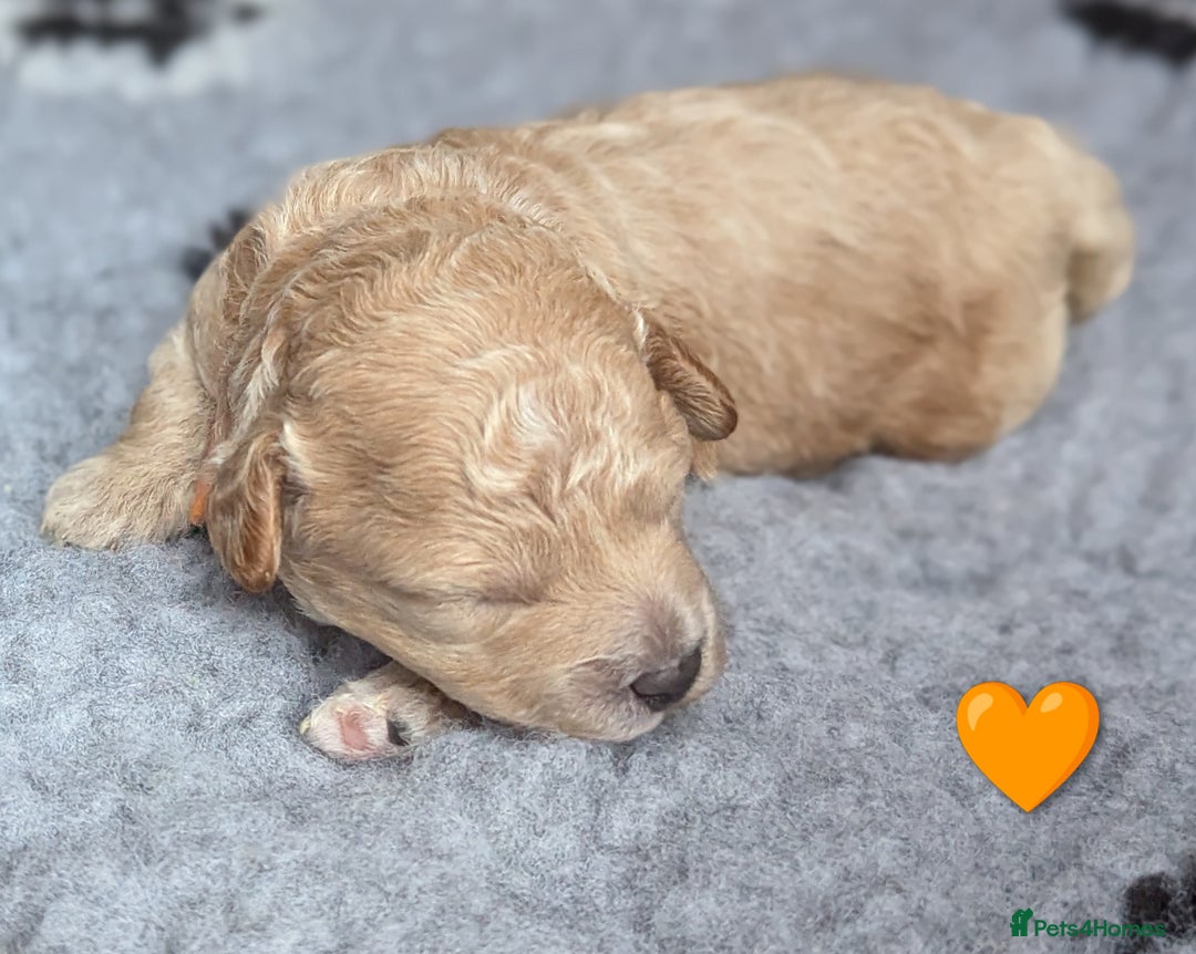 Poochon dogs for sale: 🐾 Adorable F1b Poochon Puppies - Ready November🐾 - Image 15