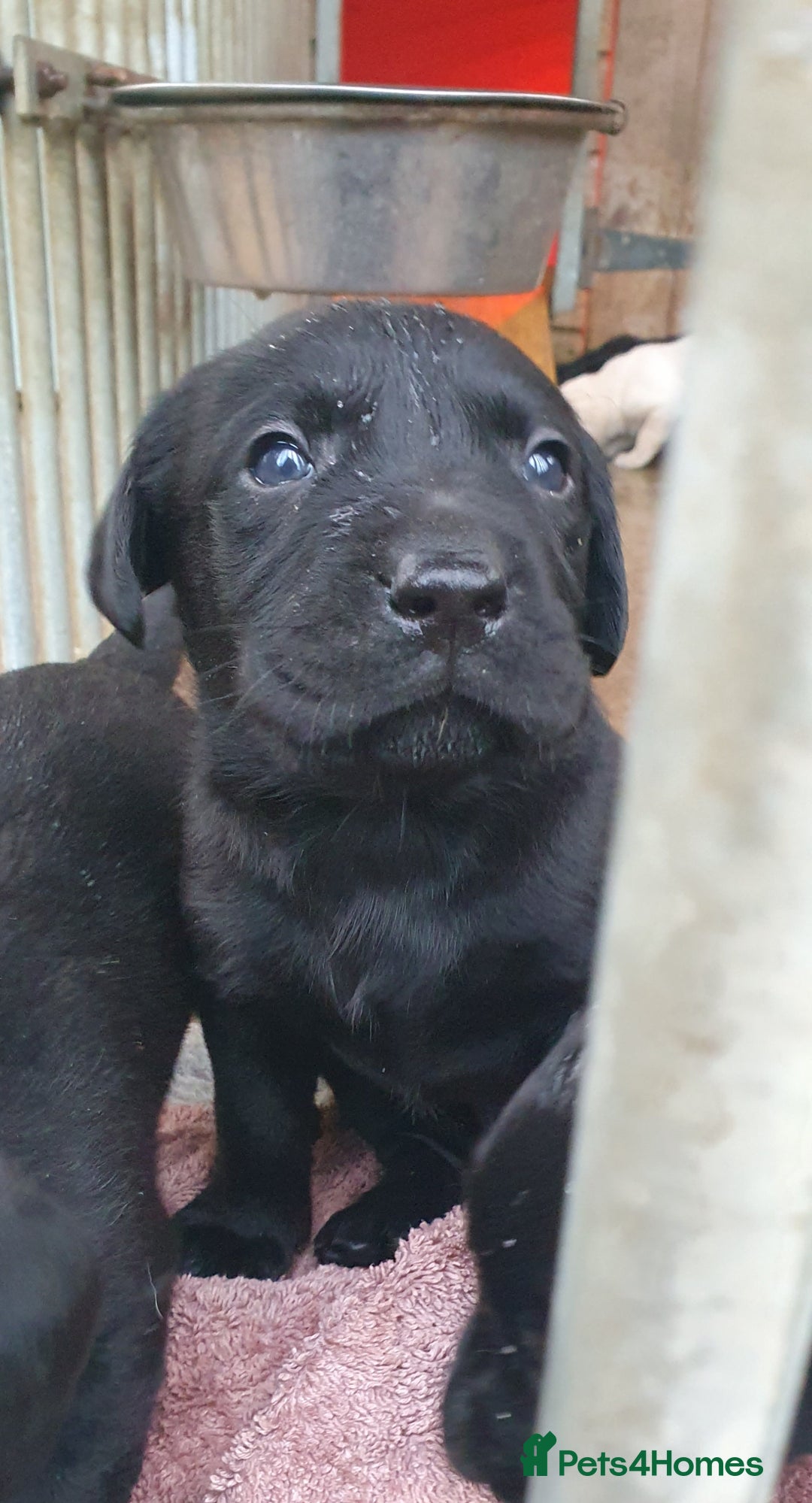 Labrador Retriever dogs for sale: Labrador puppies - Advert 2