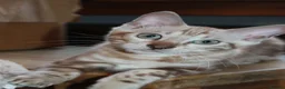 Bengal cats for sale: Reduced Last Male Snow Marble TICA Bengal Left 🤍 - Advert 9