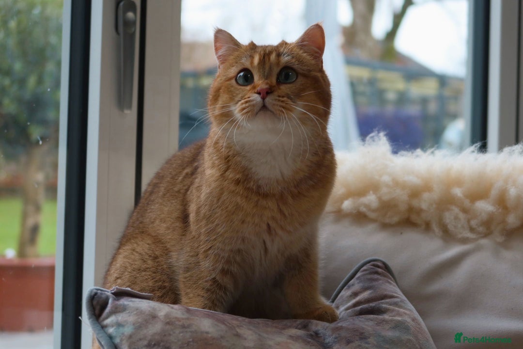 British Shorthair cats for sale: Stunning Registered British Shorthair Girl - Advert 5