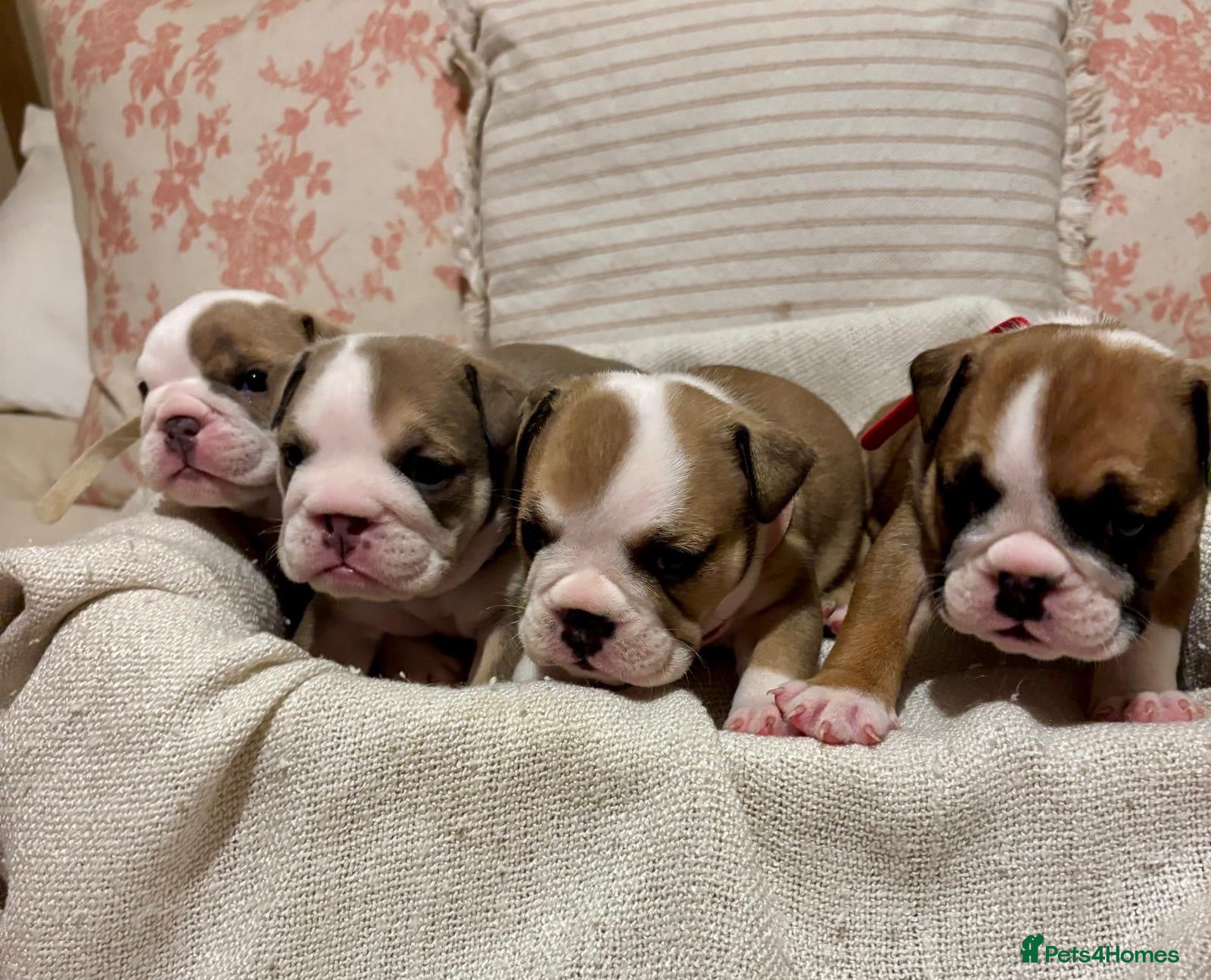 English Bulldog dogs STUNNING ENGLISH BULLDOG PUPPIES! 😍 - Advert 15