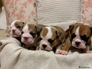English Bulldog dogs STUNNING ENGLISH BULLDOG PUPPIES! 😍 - Advert 15
