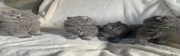 British Longhair cats for sale: Adorable GCCF registered British Longhair kittens in Bedford - Advert 7