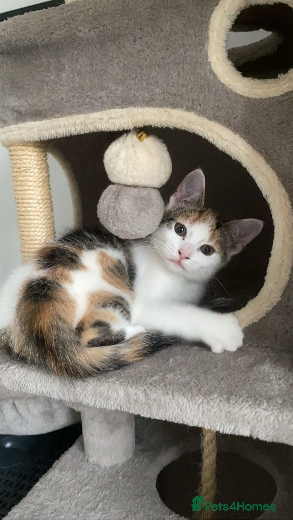 American Shorthair cats for sale: Adorable american shorthair kittens  - Advert 21