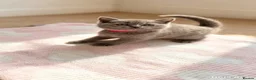 British Shorthair cats for sale: Britishshorthairs kittens  - Advert 8