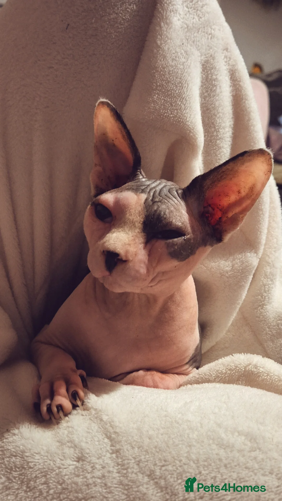 Sphynx cats for sale: Two beautiful sphynx needing a new home  - Advert 2