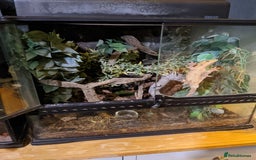 Gecko reptiles for sale: Adult Male Crested Gecko with setup - Image 3