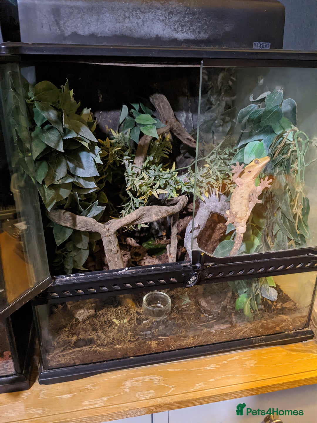 Gecko reptiles for sale: Adult Male Crested Gecko with setup - Image 3