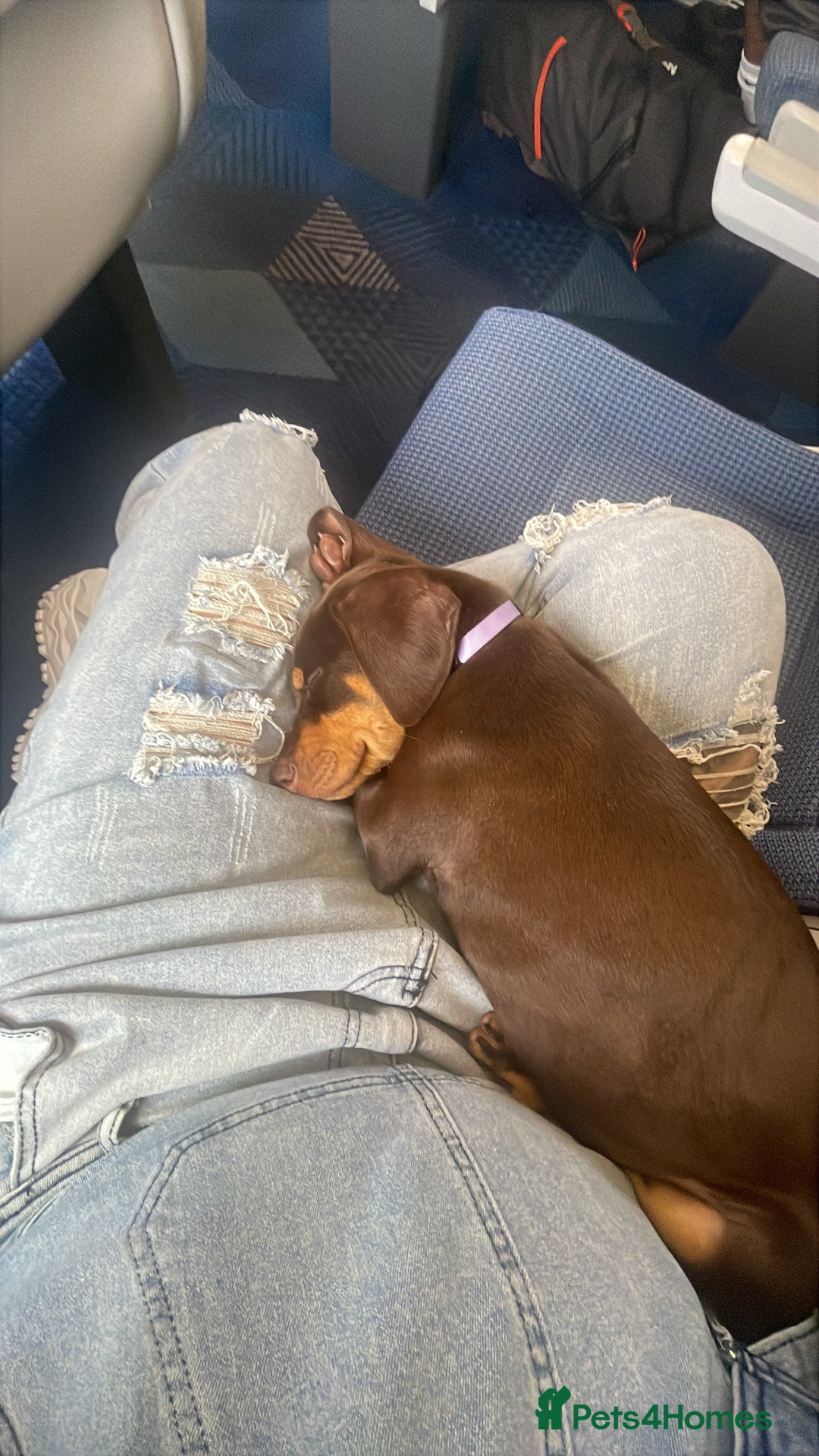 Dobermann dogs for sale: Doberman puppies  - Image 18