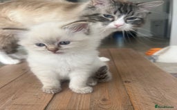 Ragdoll cats for sale: 2 fluffy ragdoll girls READY NOW - Image 3