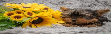 Yorkshire Terrier 1