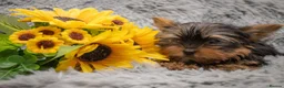 Yorkshire Terrier dogs for sale: Two K.C Yorkshire terrier boys champion bloodlines - Advert 3
