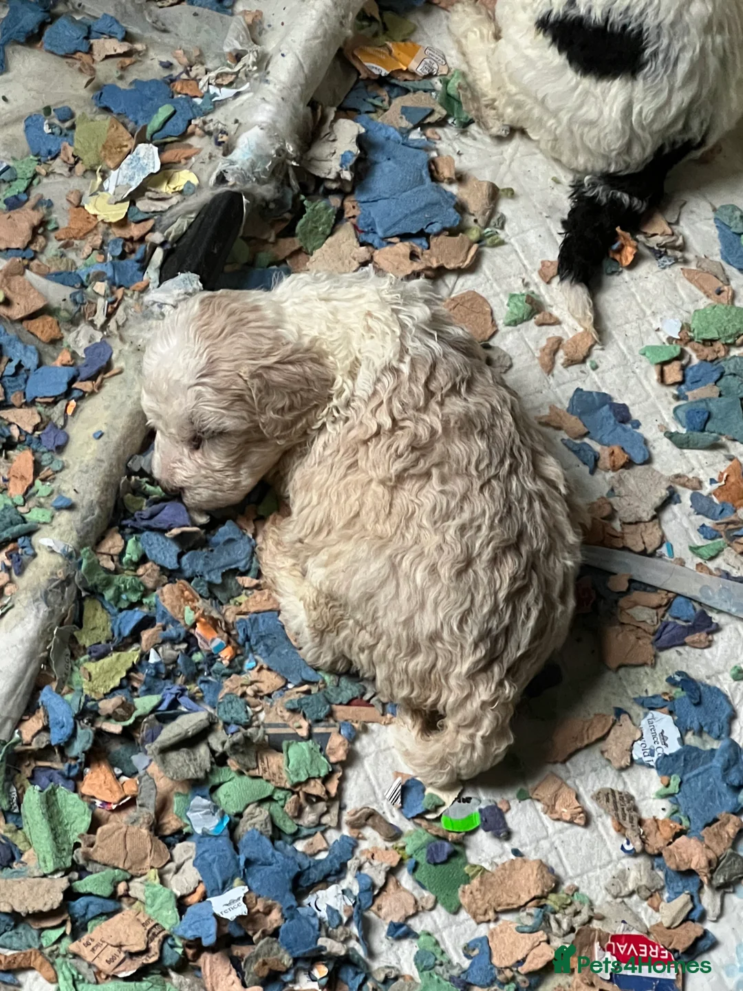 Bordoodle dogs for sale: F1b Bordoodle, DNA testing,full refund guarantee  - Advert 10