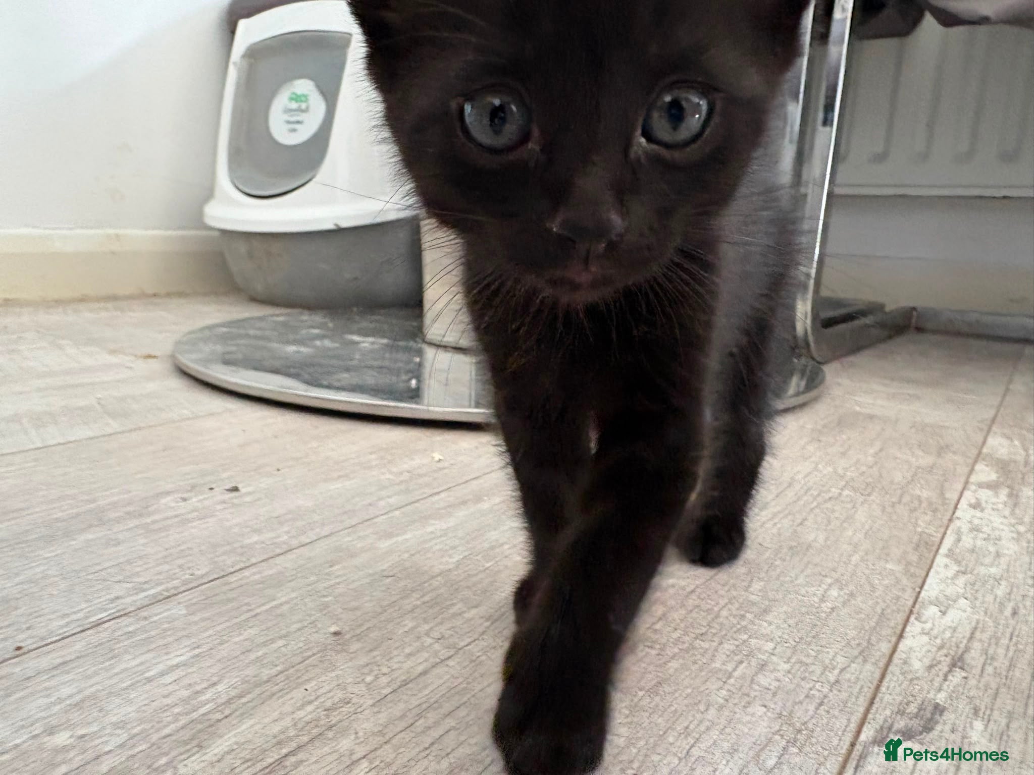 Domestic Shorthair cats Little boy for rehoming  - Advert 3