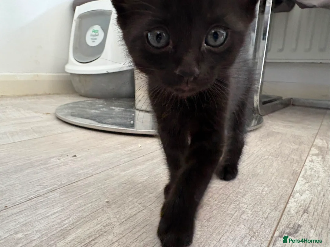 Domestic Shorthair cats for sale: Little boy for rehoming  - Advert 1