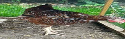 Chickens poultry for sale: Hybrid Hens - Advert 12