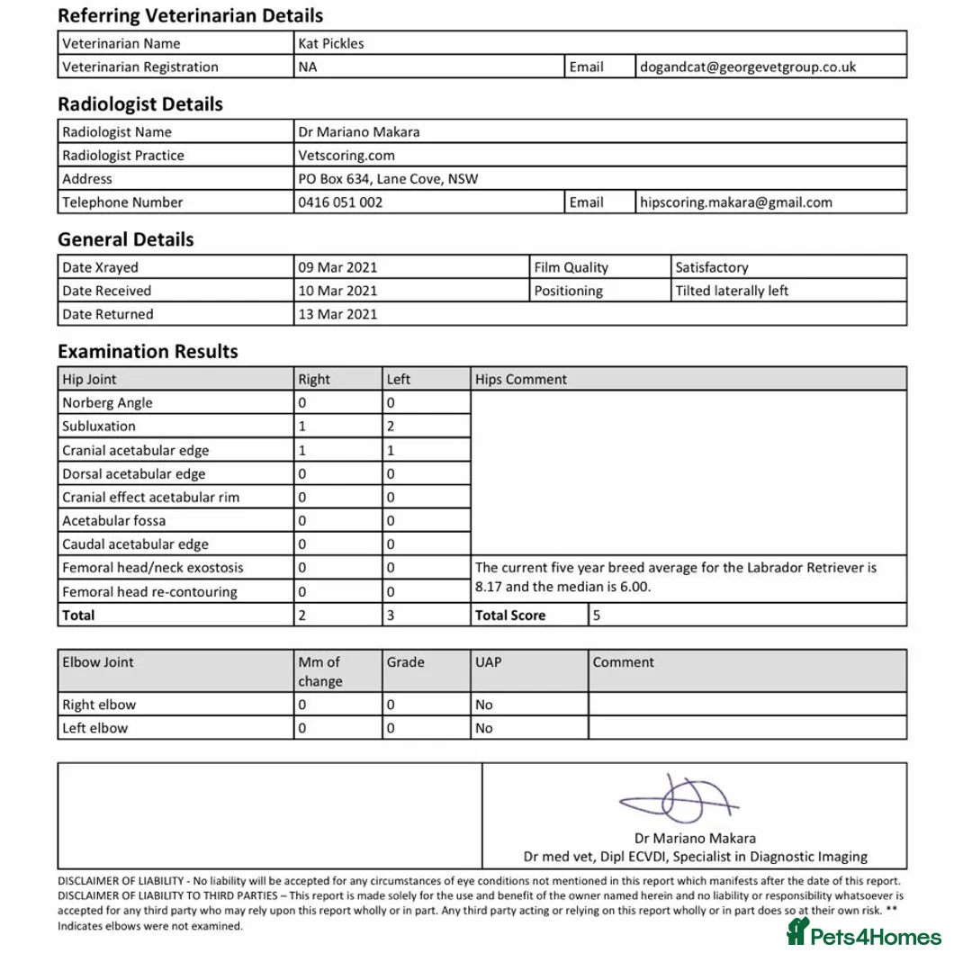 Labrador Retriever dogs for stud: 🌟Fully Health Tested Labrador at stud🌟 in Malmesbury - Advert 3