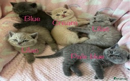 British Shorthair cats for stud: 💙 BLUE STUD EAST MIDLANDS 💙 in Derby - Image 10