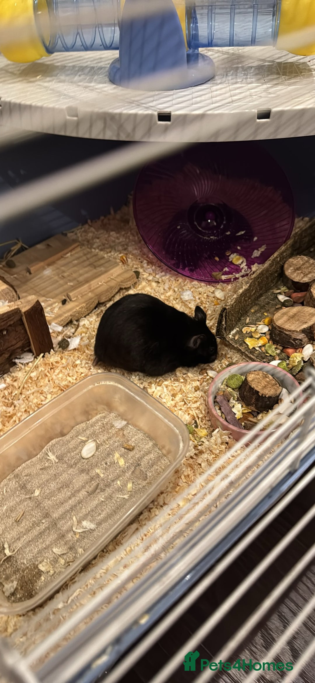 Hamster rodents for sale: ⭐ Black Syrian Hamster – Free to a Loving Home ⭐ - Advert 1