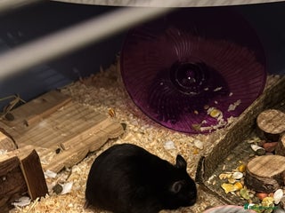 Hamster rodents ⭐ Black Syrian Hamster – Free to a Loving Home ⭐ - Advert 1