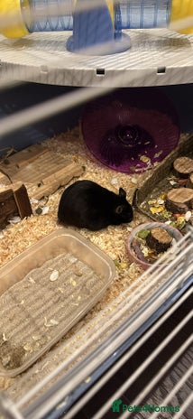 Hamster rodents ⭐ Black Syrian Hamster – Free to a Loving Home ⭐ - Advert 1