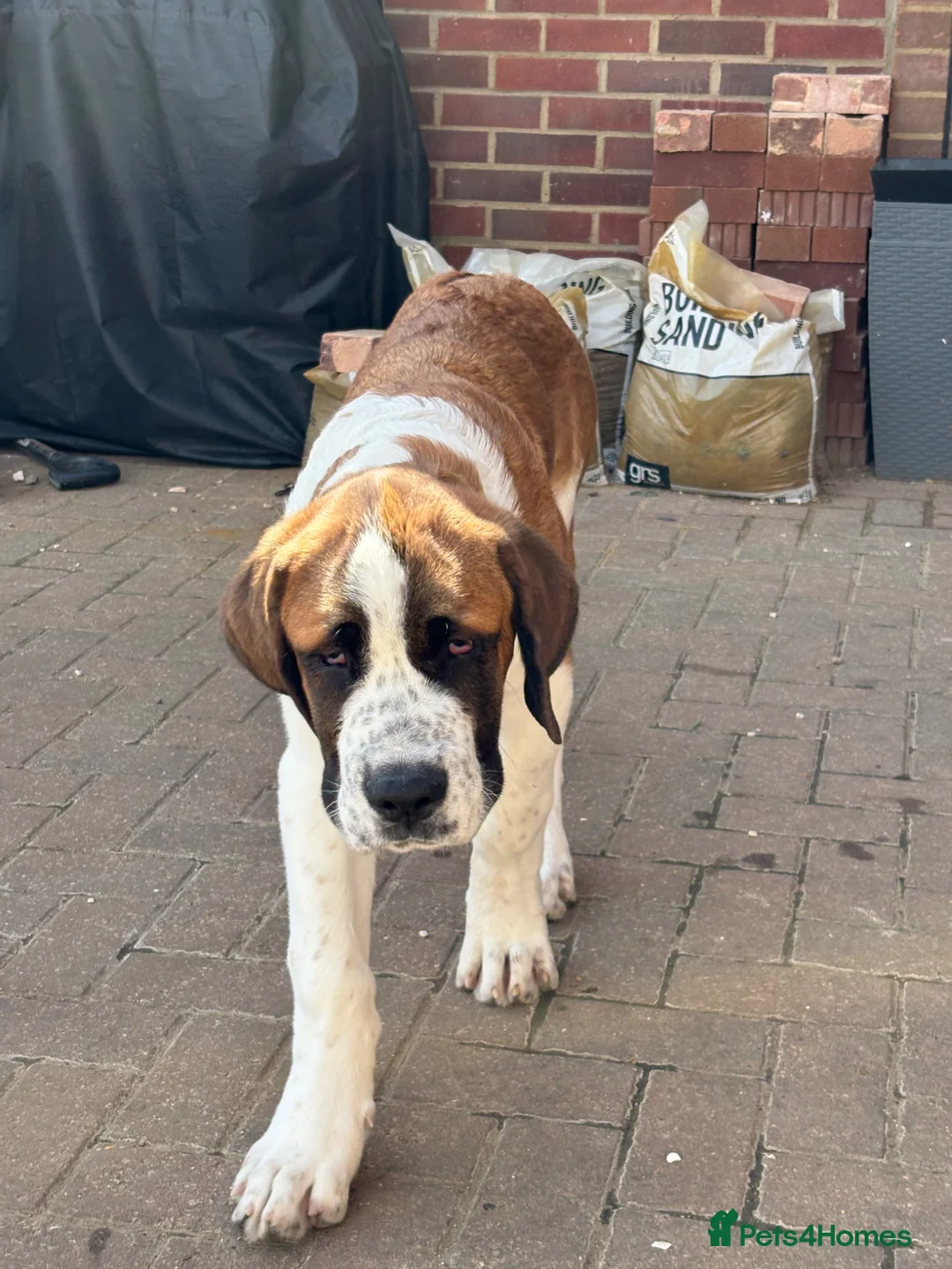 Saint Bernard dogs for sale: Saint Bernard puppy - Advert 2