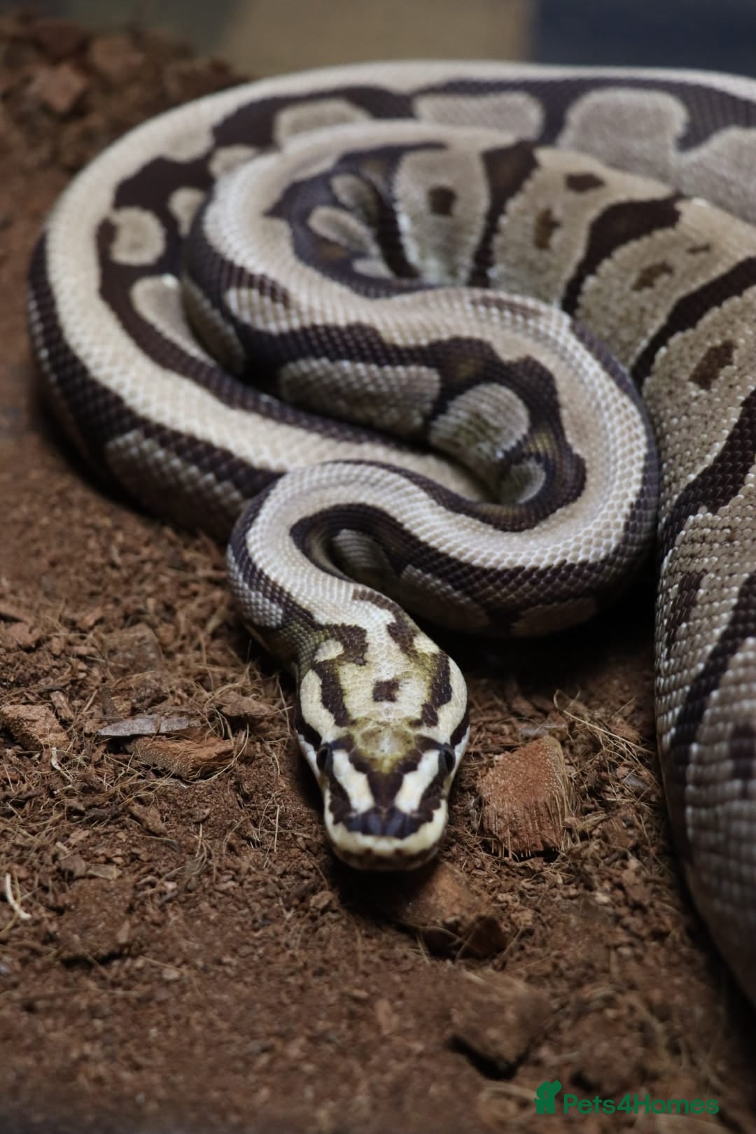Python Snake reptiles Royal pythons - Advert 2