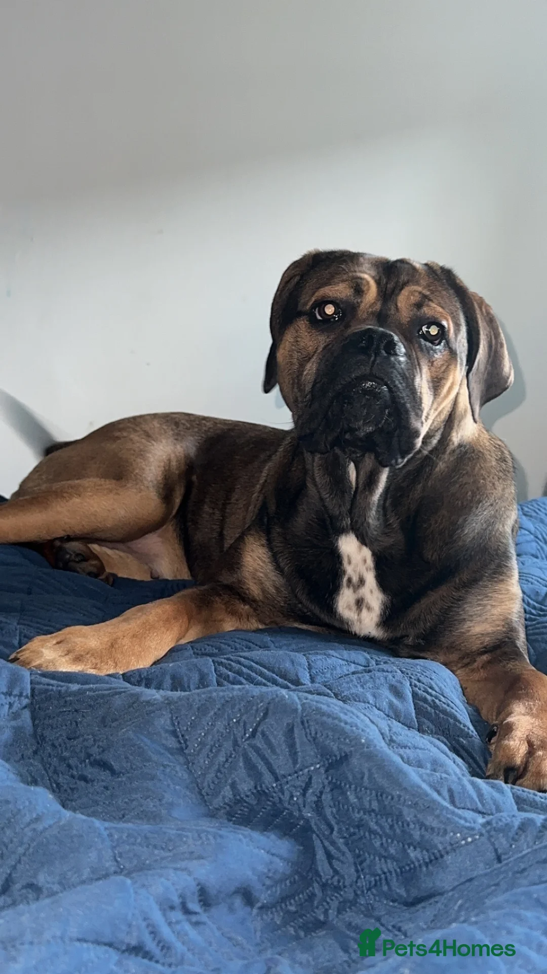 Mixed Breed dogs for sale: 4 year old canecorso x   in Newport - Advert 2