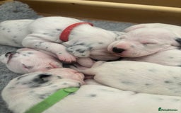 Dalmatian dogs for sale: 6 Beautiful Chunky Dalmatians born 27/5/25 in Stafford - Image 14
