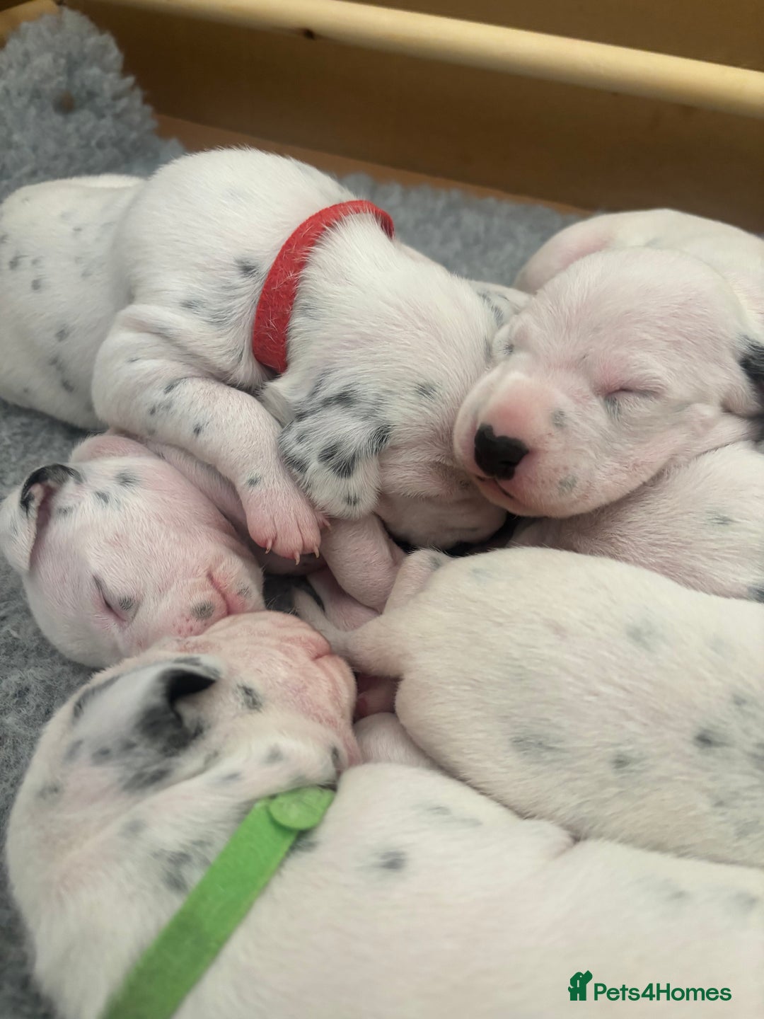 Dalmatian dogs for sale: 6 Beautiful Chunky Dalmatians born 27/5/25 in Stafford - Image 14