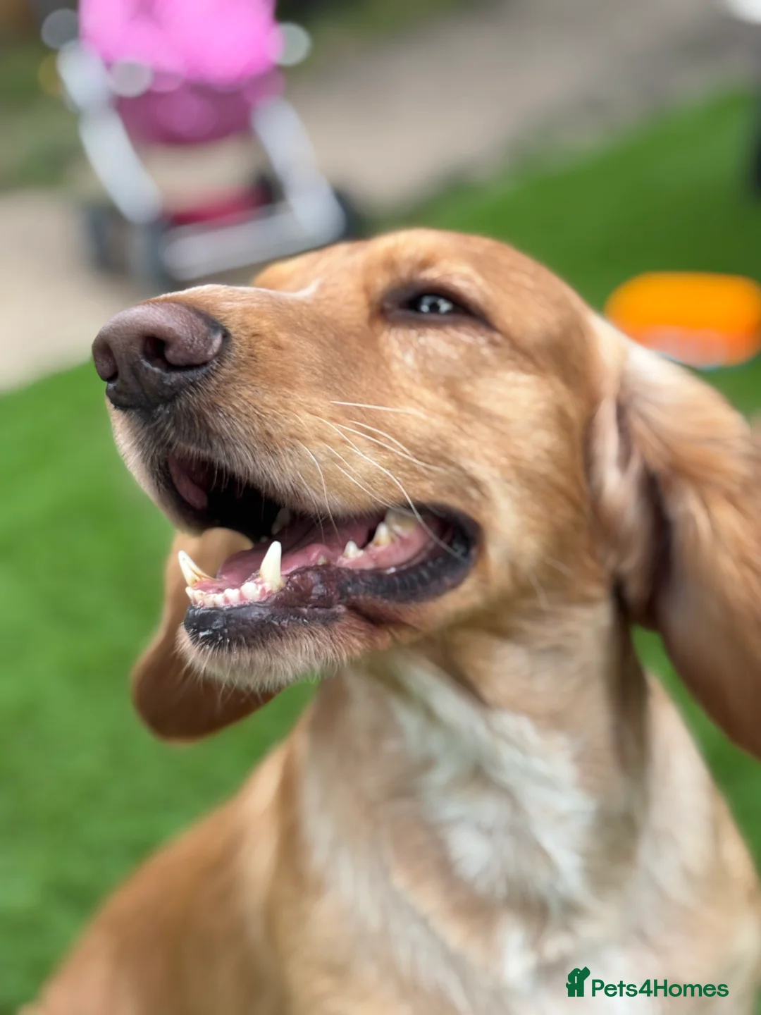 Cocker Spaniel dogs for sale: Cocker spaniel male  in Newark - Advert 5