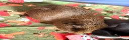 Guinea Pig rodents for sale: Guinea pigs - Advert 2