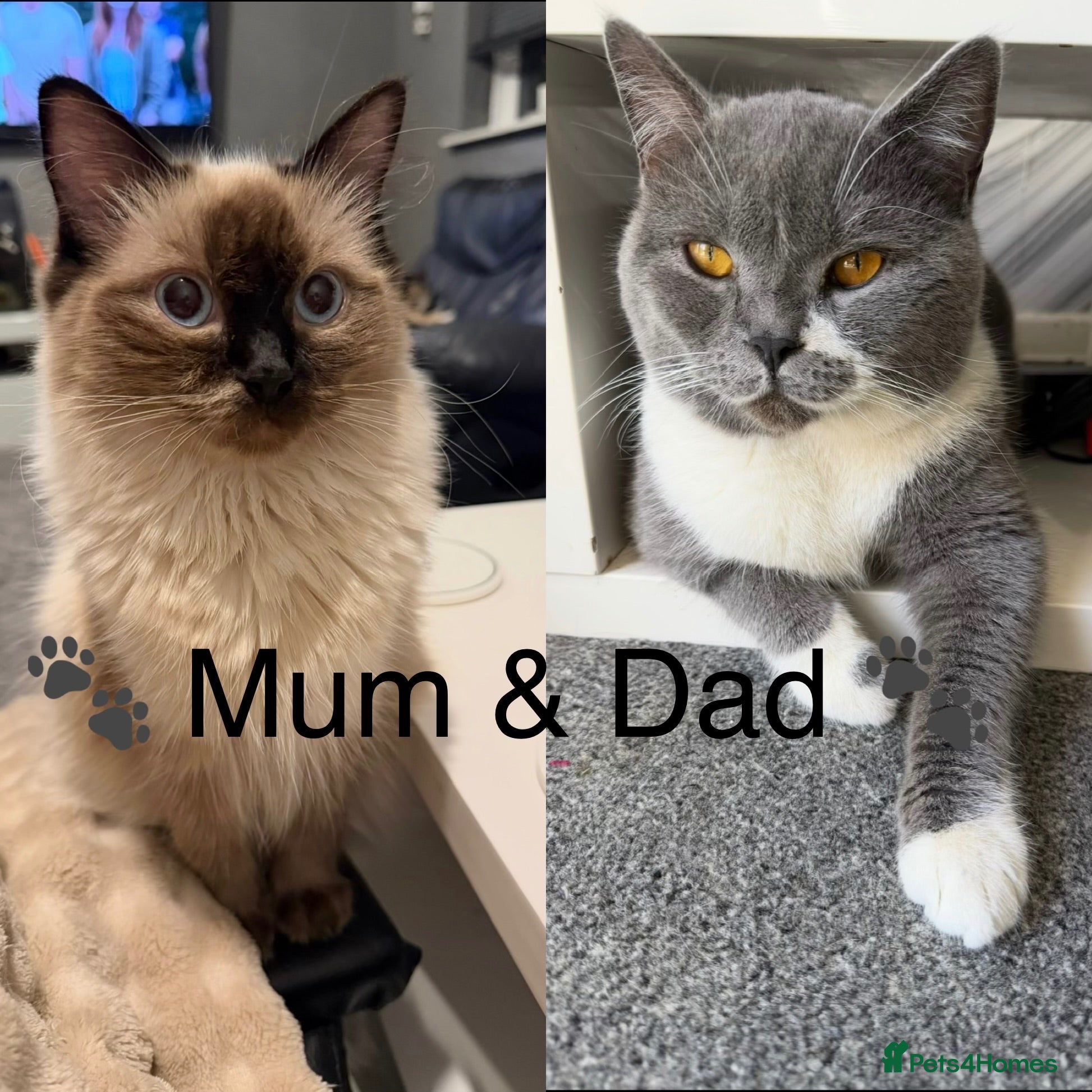 Mixed Breed cats ✨Ragdoll x British Shorthair Kittens✨  - Advert 1