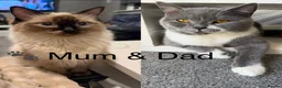 Mixed Breed cats for sale: ✨Ragdoll x British Shorthair Kittens✨  - Advert 1