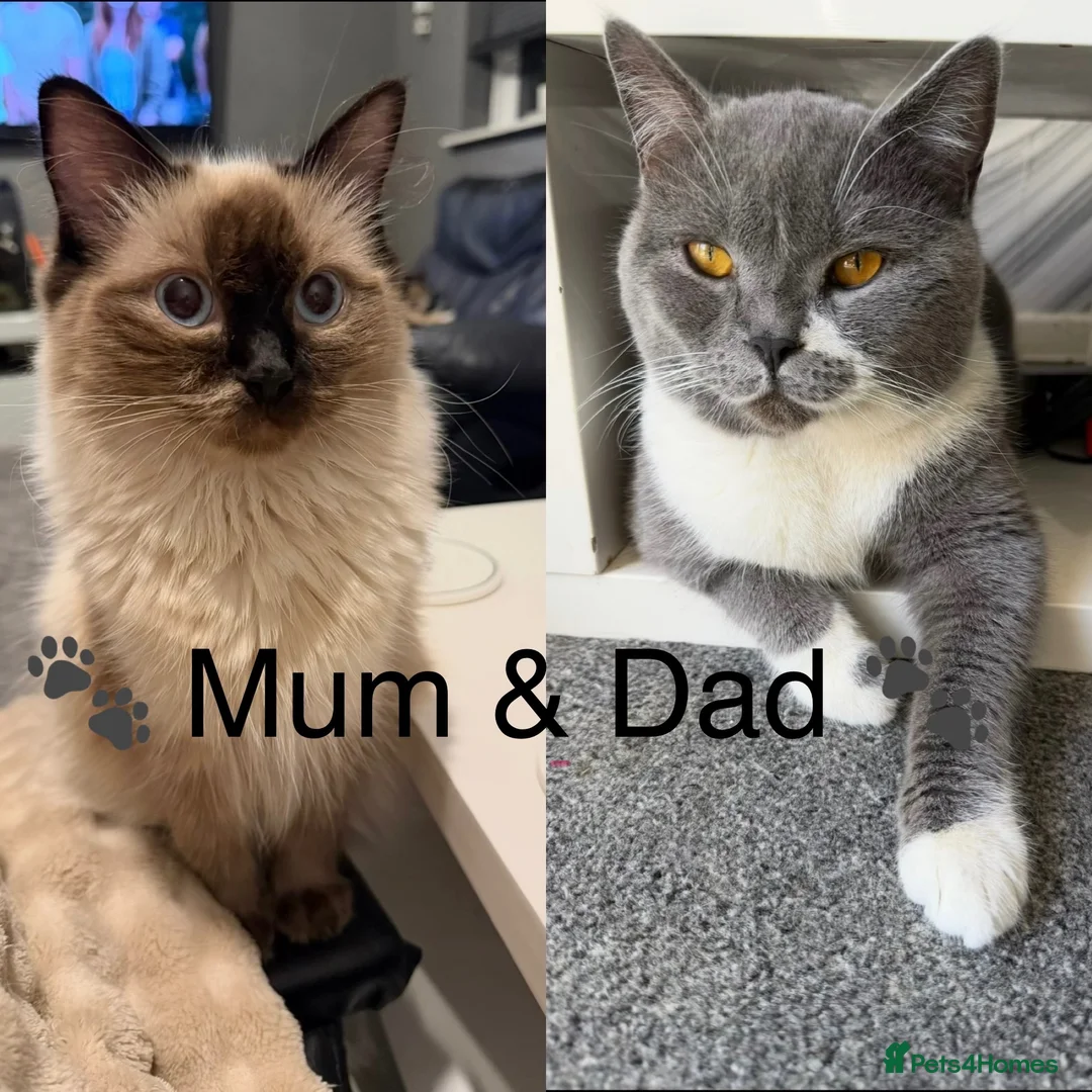 Mixed Breed cats for sale: ✨Ragdoll x British Shorthair Kittens✨  - Advert 1