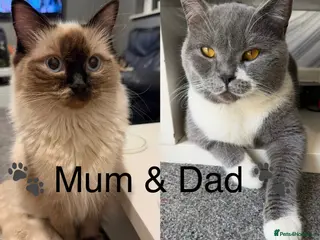 Mixed Breed cats ✨Ragdoll x British Shorthair Kittens✨ - Advert 1