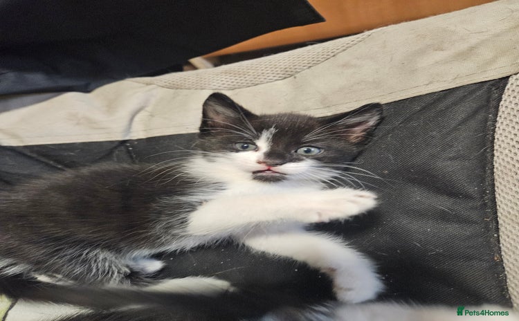 Mixed Breed cats - Advert 15