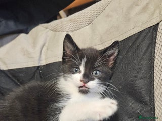 Mixed Breed cats - Advert 30