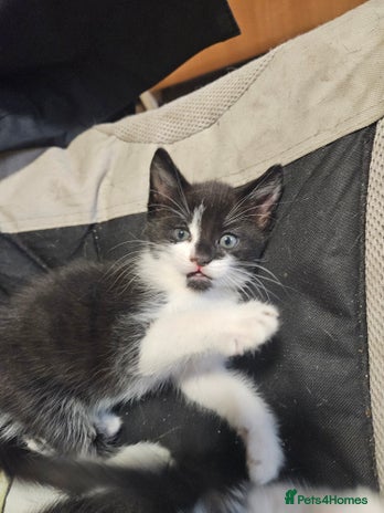 Mixed Breed cats - Advert 15