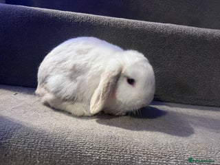 Mini Lop rabbits Mini lop doe baby - Advert 12
