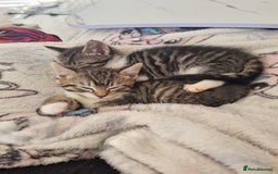 Mixed Breed cats for sale: 3 male grey and black tabbies  - Image 5