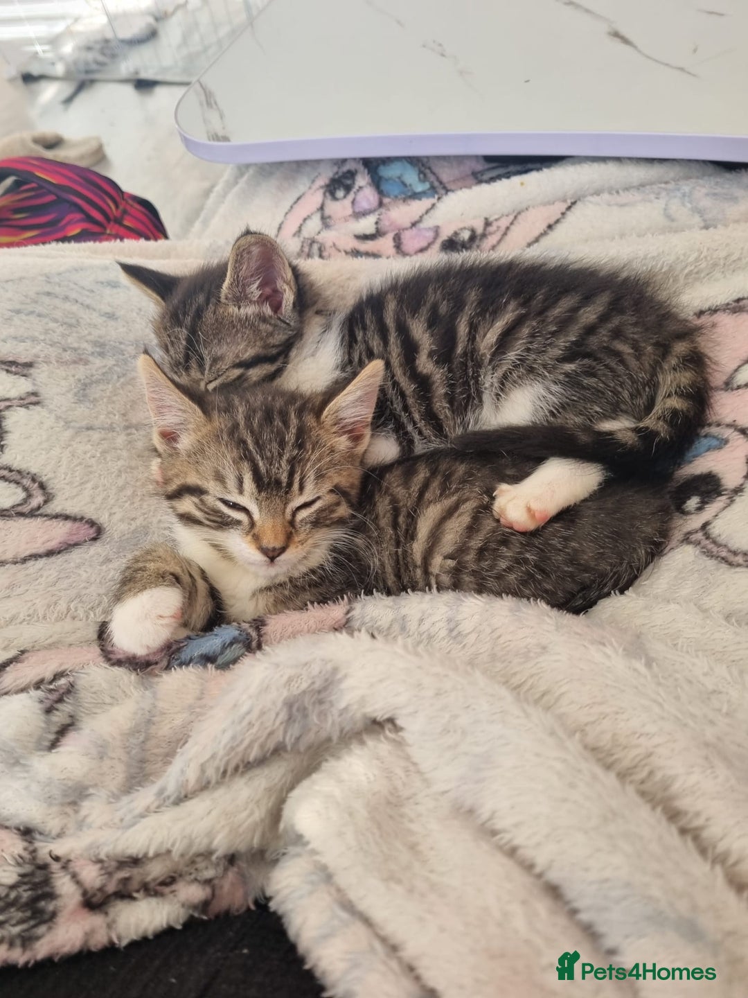 Mixed Breed cats for sale: 3 male grey and black tabbies  - Image 5