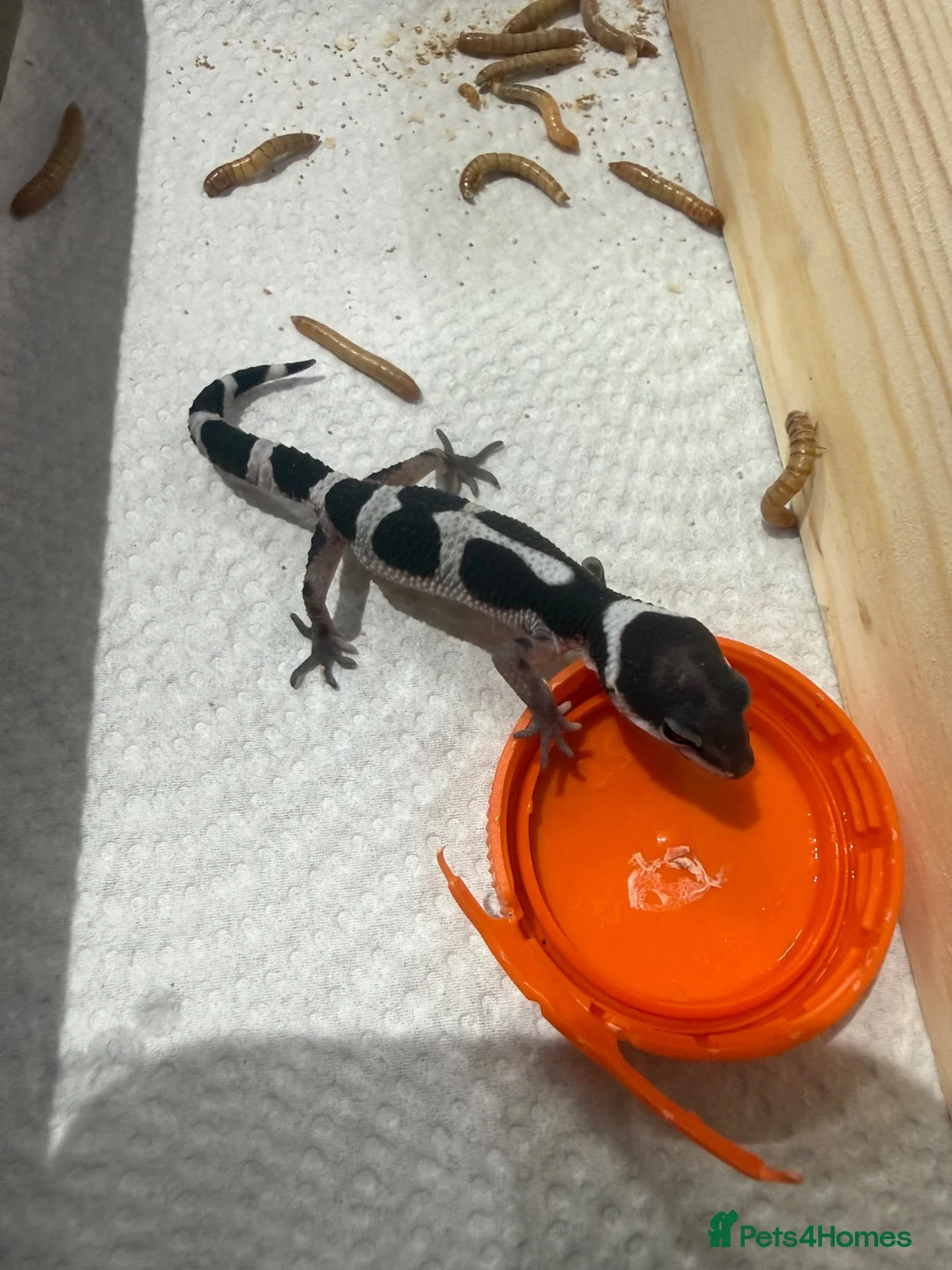 Leopard Gecko reptiles for sale: Leopard geckos - Advert 16