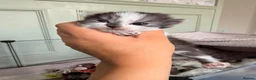 Ragdoll cats for sale: (1 left) Ragdoll mix breed  - Advert 20